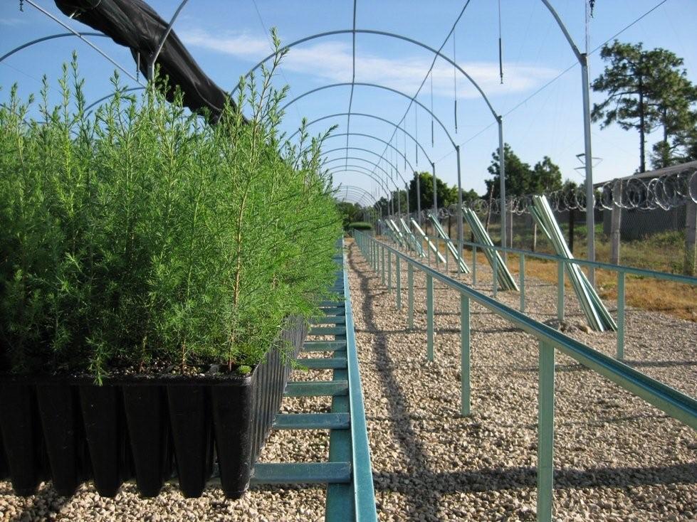 Charola Germinadora para cultivo