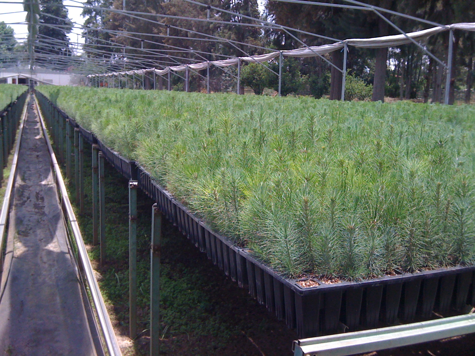 Charolas Germinadoras de Induplastic Forestal