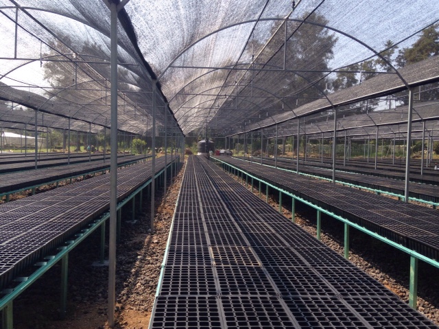 Charolas Germinadoras de Induplastic Forestal