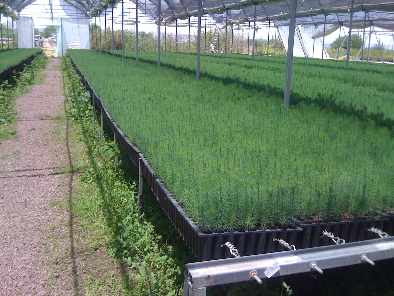 Charolas Germinadoras de Induplastic Forestal